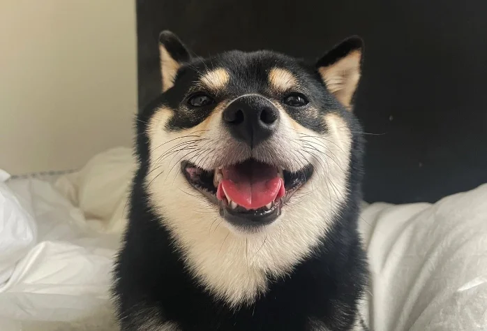 ペット供養のイメージ写真